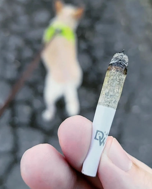 The Perfect Companion for Dog Walkers: The Benefits of 80mm Pre-Roll Tubes for Dog Walker Joints