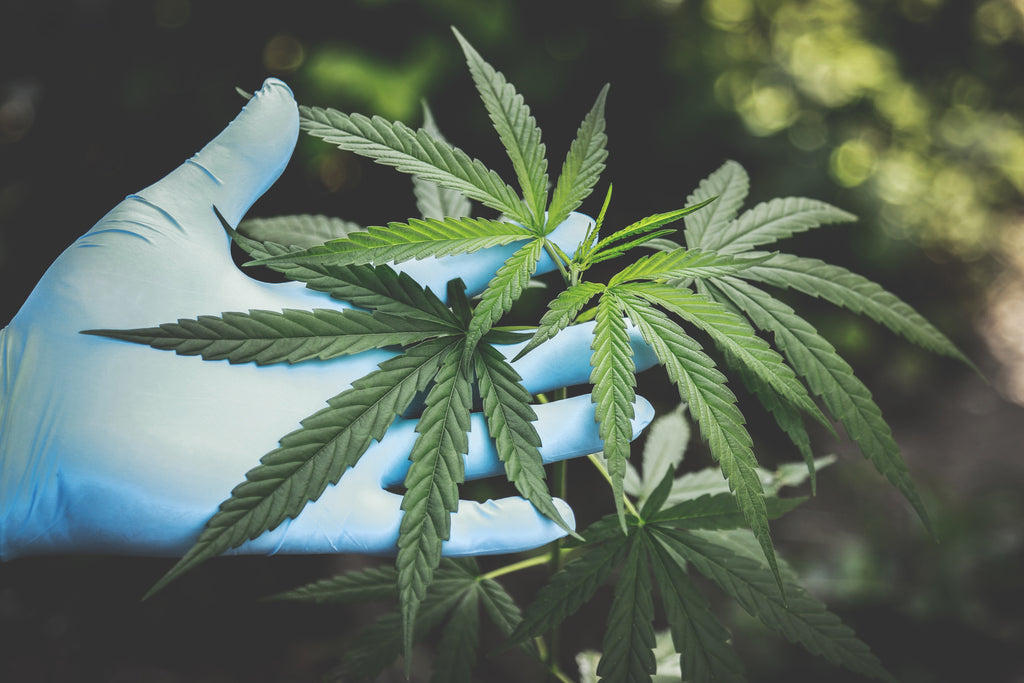 Hand with blue sterile gloves holding multiple young cannabis plants with jungle in background